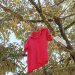 เจ้าของสวนทุเรียนที่ตราด-ปิ๊งไอเดียแขวนเสื้อแดง-ป้องกันกระแตกัดงวงทุเรียน